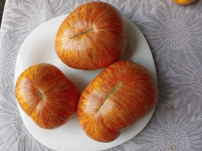 Томат Оранжево-красный Блюз (Orange red Blues)