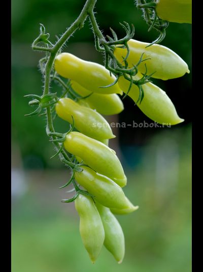 Томат Dancing green fingers (Танцующие Зеленые Пальцы), 10 шт