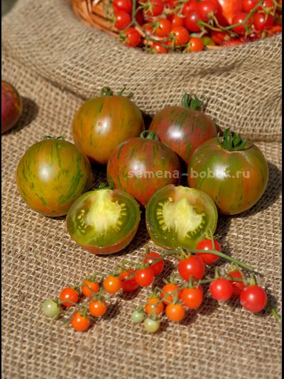 Томат Dwarf Rebel Starfighter Penny Lane (Гном Восставший Звездный Истребитель Пенни Лейн), 10 шт