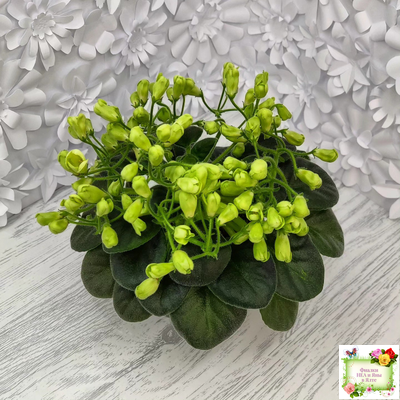 Emerald Bell (О.Барышева) 2016