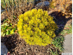 Сосна горная Мопсголд - Mopsgold