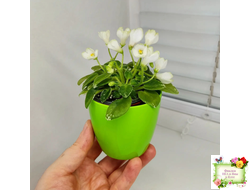 Н-Каламбур (Н. Бердикова) 2016 трейлер