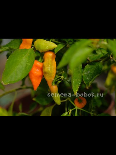 Перец сладкий Habanero Habanada  (Хабанеро Хабанада), 10 шт