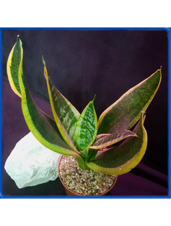 Sansevieria 'Laurentii'