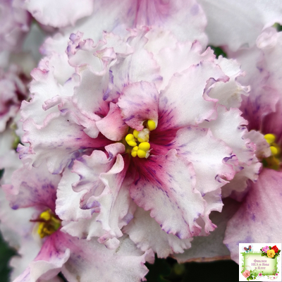 РМ-Ягодный Мармелад (Н.Скорнякова) 2019 г. (лист посажен 19.02.26)