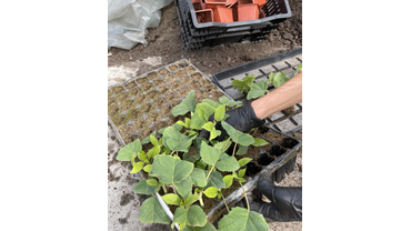 Черенки древовидной гортензии "Баунти"