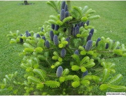 Пихта корейская - Abies koreana