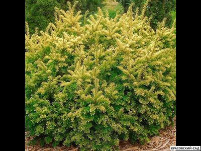 Тис ягодный Элегантиссима - Elegantissima