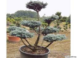 Ниваки - Бонсай садовый Ель Глаука Глобоза - Glauca Globosa