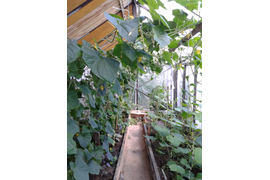 тепличка с огурцами