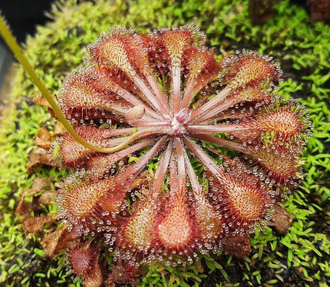 Drosera Collinsiae