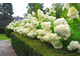 Лаймлайт гортензия метельчатая (Hydrangea paniculata Limelight)