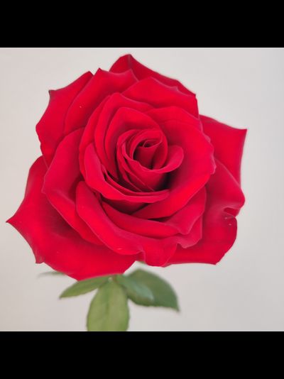 Роза Эквадор красная