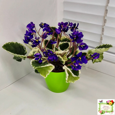 DS-Brian (Dimetris) 2014 г. (пестролистная бастл-листва)