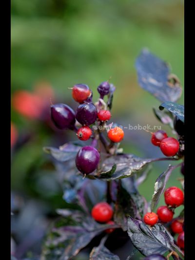 Перец острый Indonesian x Purple Flash, 10 шт