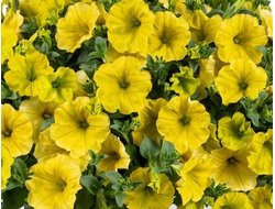 А8 Петуния Capella Hello Yellow укорененный черенок