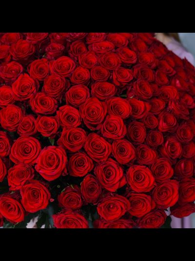 201 красная роза Голландия 80 см
