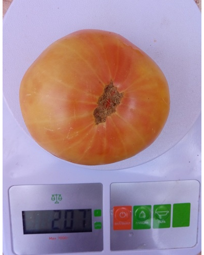 Томат Гном Розелла снежная, (Dwarf Rosella snow) США