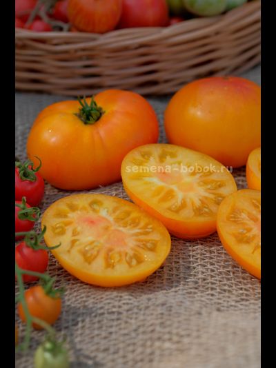 Томат Dwarf Lucky Swirl (Гном Завиток Удачи), 10 шт