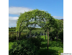 Топиар беседка из Лиственницы Кемпфера