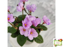 Frosted Fantasy (C.Sotkiewicz) трейлер (детка)