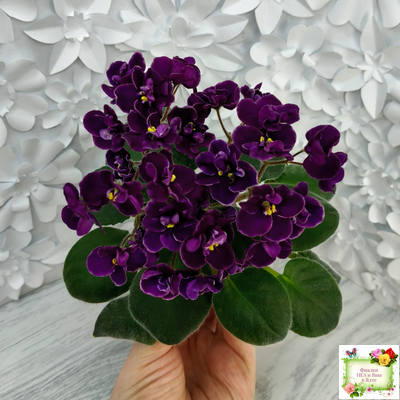 Mac's Piqued Pixie (G. McDonald) 2011 г. (лист посажен 25.01.26)