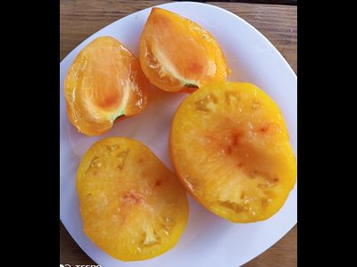 Томат Волшебные шляпы тетушки Гретель (Tante Gretels magische Hute)