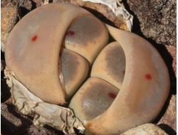 Lithops dinteri v.brevis - 10 семян