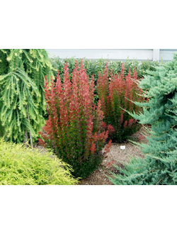 Барбарис Тунберга Red Pillar