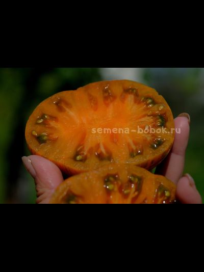 Томат Jipaulia (Джипаулия), 10 шт