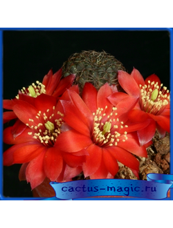 Mediolobivia colorea