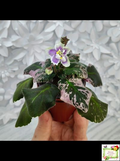 Mac's Jubilant Jamboree (G.McDonald) (лист укоренённый)