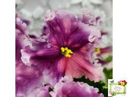 МТ-Сладкая Фантазия (М. Тотиева) 2022 г. (лист укоренённый)