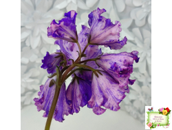 ВаТ-Инопланетянин (Т. Валькова) 2015 г.