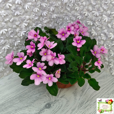 LV-Звезда в Ночи (Л. Шевелева) 2025 г. трейлер (клакамасный лонг)