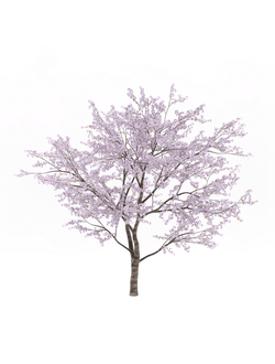 цветущие Вишня обыкновенная 2