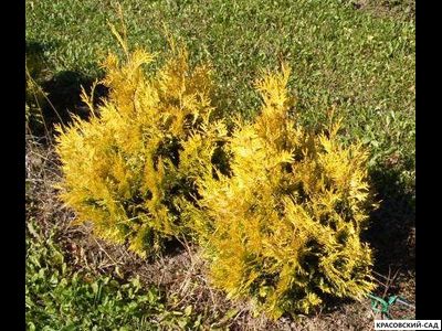 Туя Санкист - Sunkist