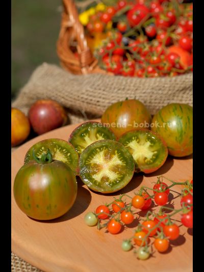 Томат Dwarf Rebel Starfighter Penny Lane (Гном Восставший Звездный Истребитель Пенни Лейн), 10 шт