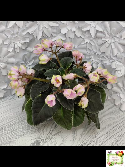 ЛЕ-Ландыши (Е. Лебецкая) 2020 г. (пестролистный лонг)