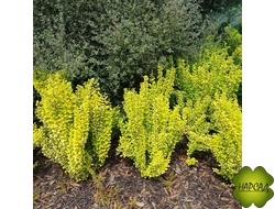 БАРБАРИС "ГОЛДЕН ПИЛЛАР" (КОЛОНОВИДНЫЙ КУСТАРНИК)