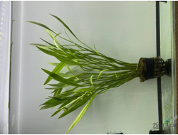 Эхинодорус квадрикостатус (пластиковый горшок)