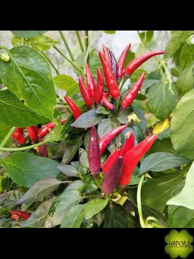 ПЕРЕЦ ОСТРЫЙТ "ОКОННОЕ ОЧАРОВАНИЕ" (35 см, красивый и урожайный)