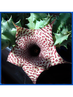 Huernia hislopii ES 3321