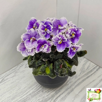 Н-Тет-а-Тет (Н. Бердникова) 2019 г. (лист укоренённый с деткой)