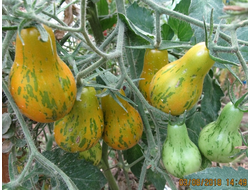 Томат Майкл Поллан (Michael Pollan)