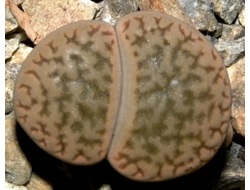 Lithops hookeri v.susannae C091