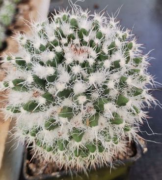 Mammillaria sp.