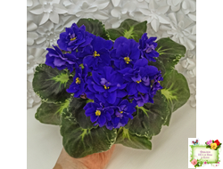 Р-Голубика (В. Зуб) 2023 г.