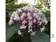 CLERODENDRON QADRILOCULARE YELLOW SPLAH VARIEGATED / КЛЕРОДЕНДРУМ ФЕЙЕРВЕРК ЖЕЛТАЯ ВАРИЕГАТНОСТЬ