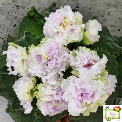 АВ-Свадебное Путешествие (Фиалковод) 2021 г. (лист посажен 03.11.25)